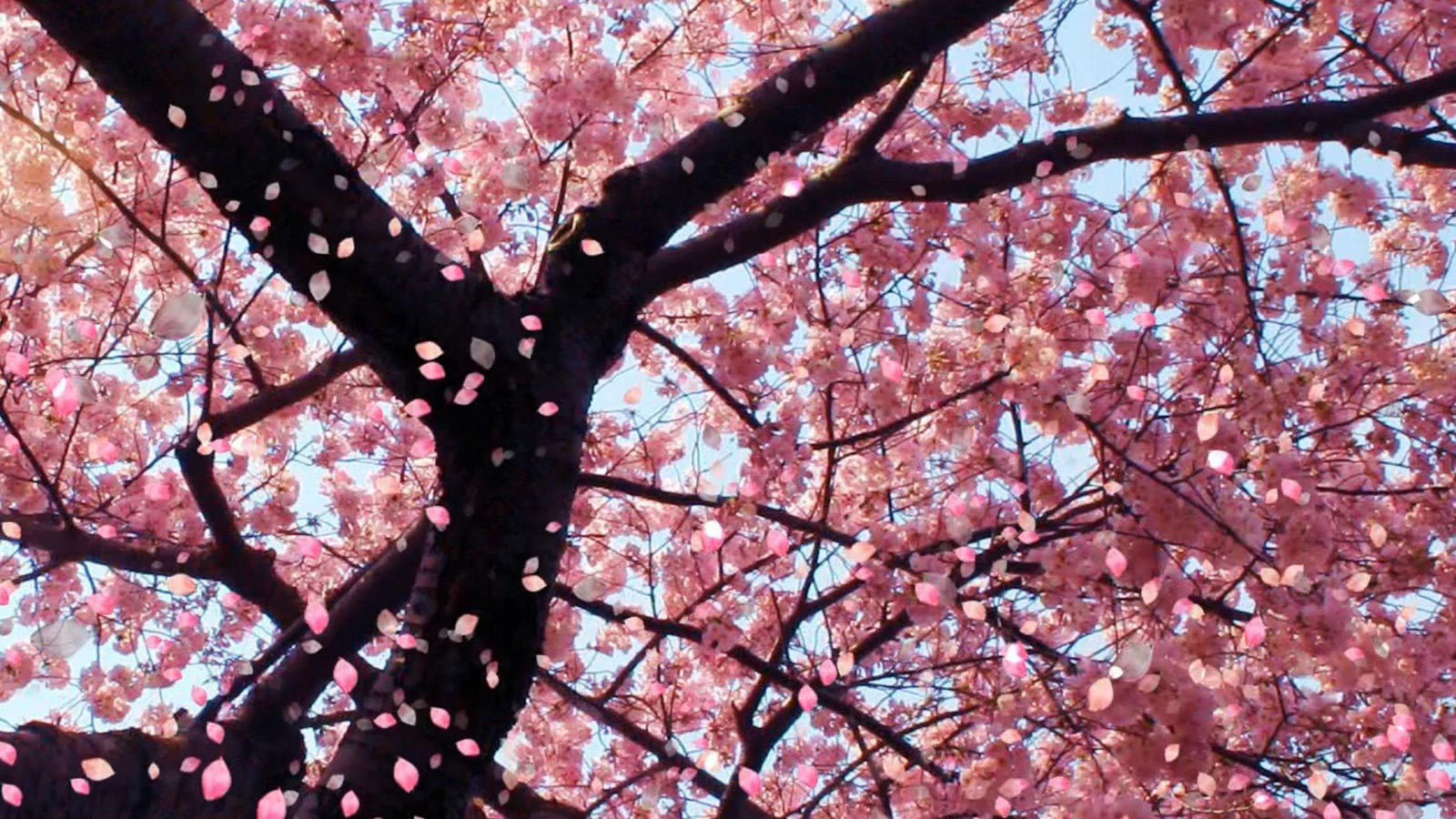 Cherry Blossom Wallpaper Desktop